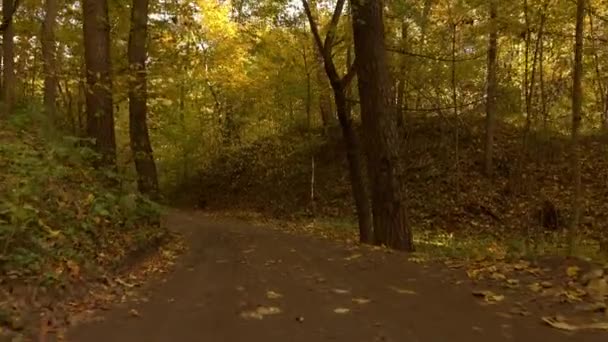 Steadicam marche à travers la route forestière d'automne. Vidéo 4K — Video