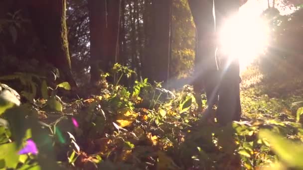 Fille en baskets marche sur les feuilles d'automne tombées dans la forêt contre le soleil flamboyant. Slow motion steadicam shot — Video