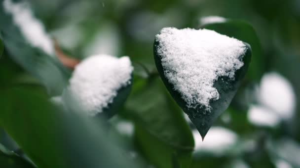 Första snön på trädet. Frostade blad. Stäng video — Stockvideo