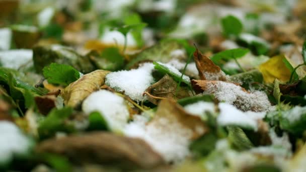 Primera nieve en el suelo. Hierba esmerilada y hojas. Vídeo macro — Vídeo de stock