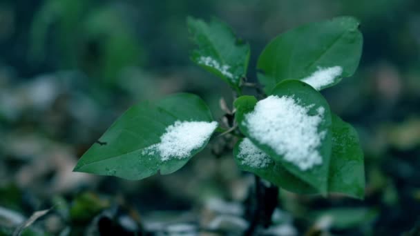 Neve precoce sull'albero. Foglie verdi glassate. Close up video — Video Stock