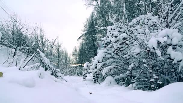 Ganska ung kvinna i grå jacka promenader i en vacker snöig vinter skog slow motion shot, kalla färger — Stockvideo