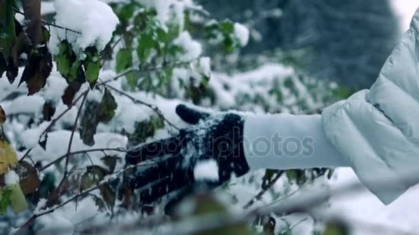 女性は、美しい雪の降る森の枝から雪を振り切って冬グローブで手します。スローモーション撮影、冷たい色 — ストック動画