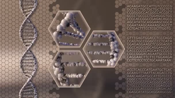 Múltiplas moléculas de DNA girando fundo movimento marrom. Investigação genética, medicina moderna ou conceitos de diagnóstico molecular. animação de loop sem costura 4K — Vídeo de Stock