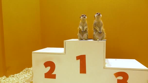 Dois meercats engraçados compartilhando o primeiro lugar no pódio da vitória. Líder, vitória, igualdade e conceitos vencedores. Vídeo 4K — Vídeo de Stock