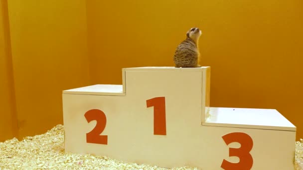 Twee meercats op het podium van een overwinning. Toekenning en overwinning van winnende concepten. 4k video — Stockvideo