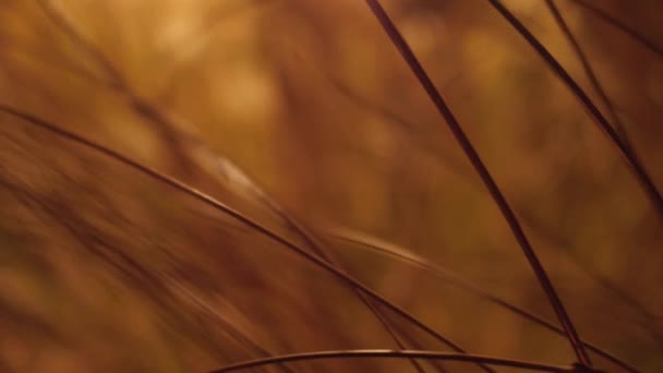 Oranje droog gras bij nacht steadicam geschoten. 4k video — Stockvideo