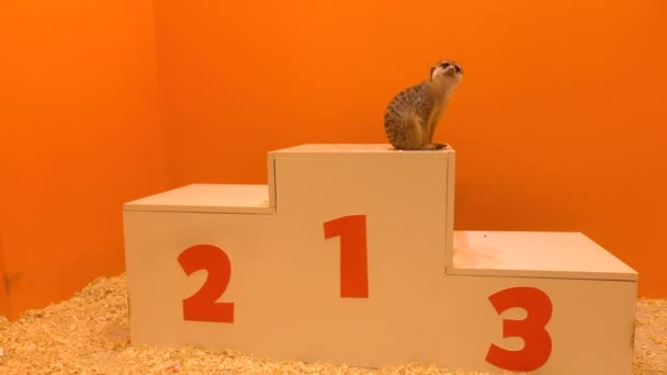 Schattig meercat zittend op de eerste plaats op het podium van een overwinning tegen oranje achtergrond. 4k schot — Stockvideo