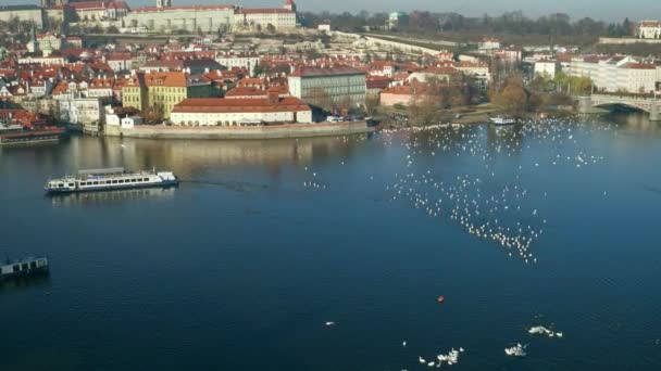 Белые лебеди реки Влтавы и дальняя туристическая лодка. Прага в солнечный день, Чехия. Пан-шот 4K — стоковое видео