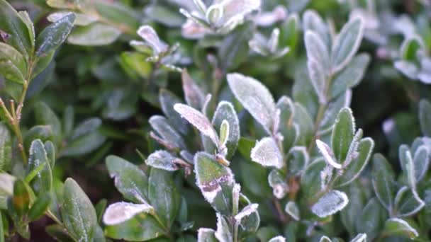 Frosted small green leaves in the morning. 4K close-up steadicam shot — Stock Video