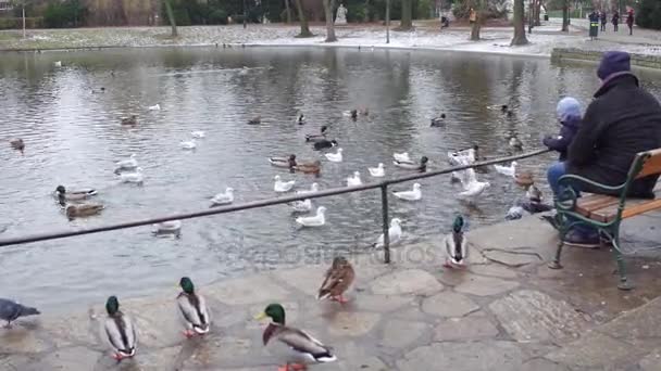 Vienna, Avusturya - Aralık, 24 baba ve oğul su birikintisi yakın ördek besleme. 4k video — Stok video