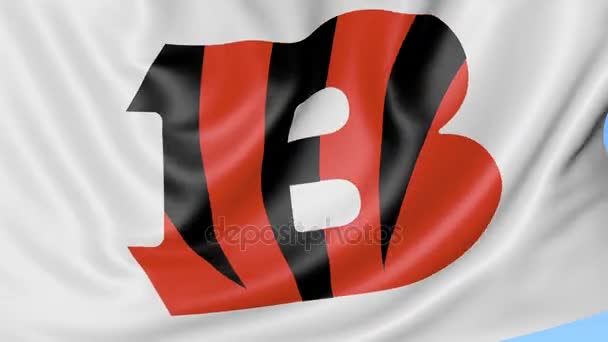 Close-up of waving flag with Cincinnati Bengals NFL American football team logo, seamless loop, blue background. Editorial animation. 4K — Stock Video