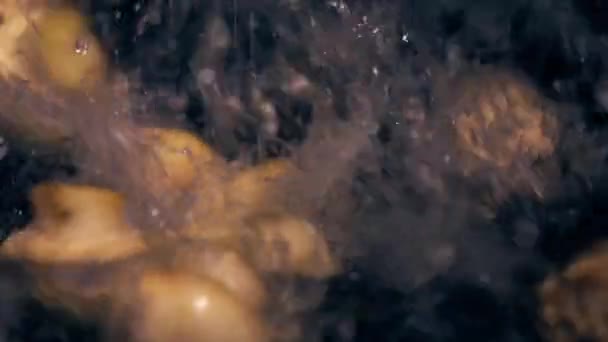 Champs multiples champignons tombent dans l'eau sur fond noir. Gros plan vidéo au ralenti — Video