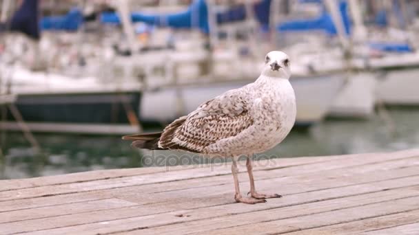 Gaviota de pie en el muelle contra veleros borrosos. Disparo 4K — Vídeo de stock