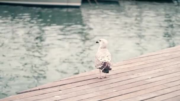 Чайка, стоящая на пирсе против размытой водяной ряби. 4K видео — стоковое видео