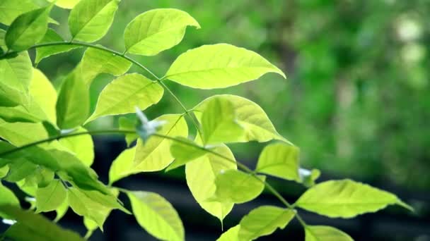 Balanceo retroiluminado hojas de árboles verdes. Primer plano de la lente de teleobjetivo 4K — Vídeos de Stock