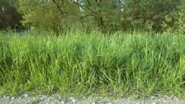 Hierba verde aérea de baja altitud. Vídeo 4K — Vídeo de stock