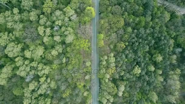 Luftaufnahme einer Waldstraße, Ansicht von oben nach unten. 4k-Video — Stockvideo