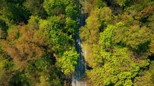 トップダウン ビューに森車道路ベンドの空中ショットは。4 k クリップ — ストック動画
