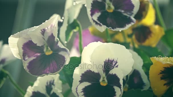 Potted pansy flowers in the summer rain slow motion shot — Stock Video