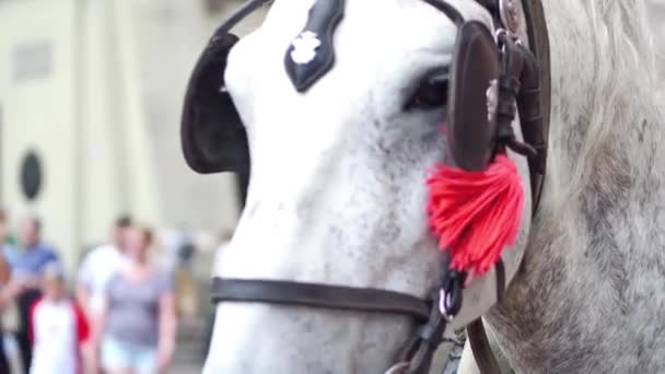 Harnessed dapple cinza cavalo na rua, close-up tiro — Vídeo de Stock