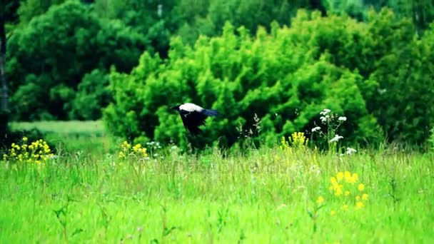 Plan au ralenti d'un corbeau volant bas au-dessus de l'herbe et des arbres — Video