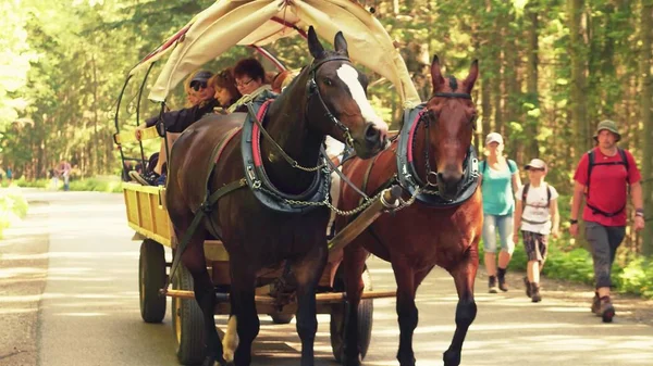 ZAKOPANE, POLAND - JUNE 24, 2017. Tourist horse-drawn wagon in the woods — Stock Photo, Image