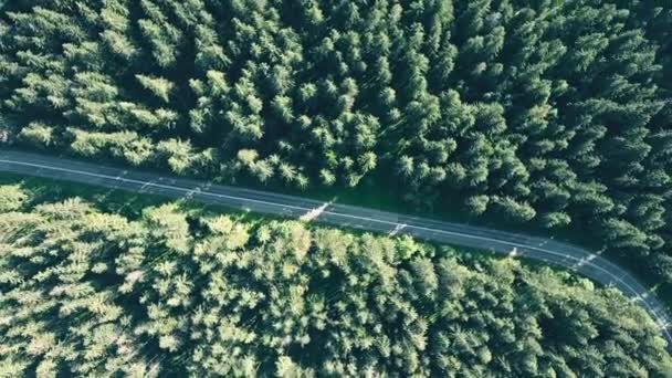 Vue aérienne du haut vers le bas d'une forêt de sapins et d'une route européenne vide — Video
