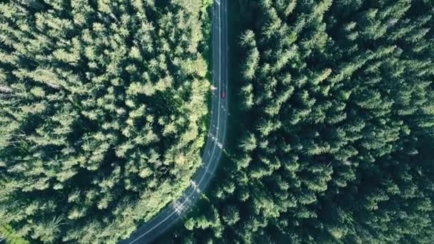 Vista aérea de arriba hacia abajo de un abeto Bosque europeo y un coche rojo a toda velocidad en la carretera — Vídeos de Stock