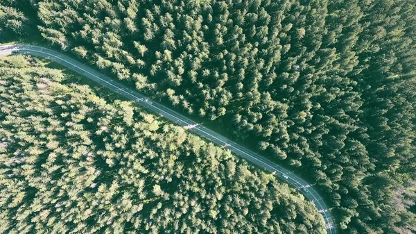 Vista aérea de arriba hacia abajo de un bosque de abetos y la carretera europea de automóviles — Foto de Stock