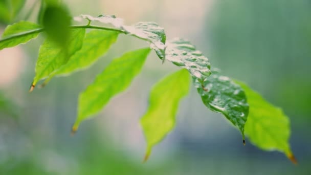 Капли дождя падают на зеленый лист на размытом фоне — стоковое видео