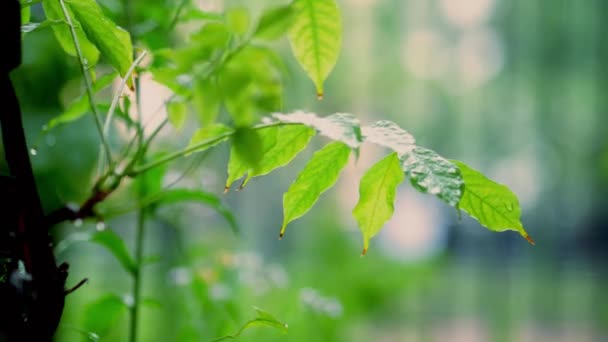 Quedas de chuva caem sobre folhas verdes — Vídeo de Stock