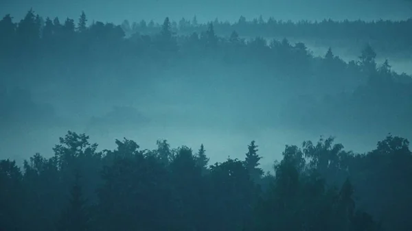 Az esti erdőben titokzatos ködben — Stock Fotó
