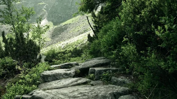 Sentiero roccioso della foresta montagnosa — Foto Stock