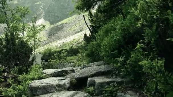 Steadicam walk along mountainous forest rocky path — Stock Video