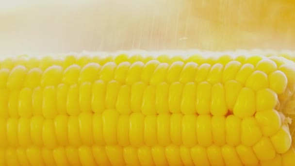 Saltning nylagad kokt majs cob närbild — Stockvideo