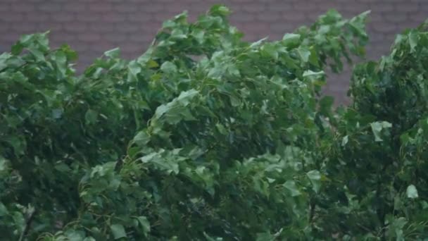 Bockning träd i regn storm. Slow motion sköt — Stockvideo