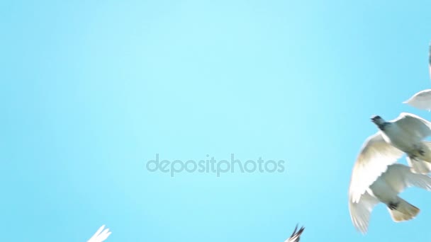 Super cámara lenta de la bandada voladora de palomas blancas contra el cielo azul — Vídeo de stock