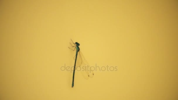 Super cámara lenta de una libélula volando desde la pared amarilla — Vídeo de stock
