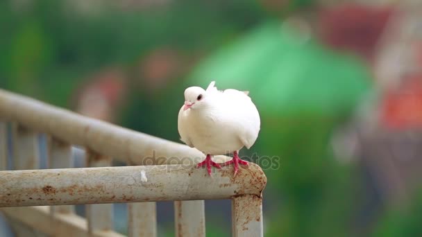 Супер замедленный снимок белого голубя, летящего с перила — стоковое видео