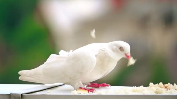 Супер замедленная съемка белого голубя, клевающего хлебные крошки — стоковое видео