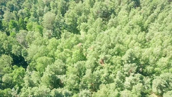 Vista aérea de los árboles forestales europeos en un soleado día de verano — Foto de Stock