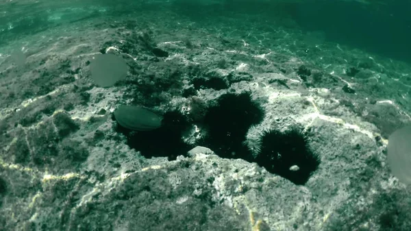 Arici de mare și meduze sub apă — Fotografie, imagine de stoc