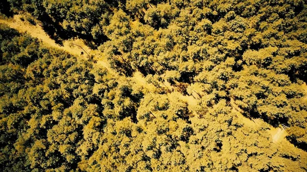 Vista aérea de arriba hacia abajo de los árboles forestales europeos en un día de otoño y verano — Foto de Stock