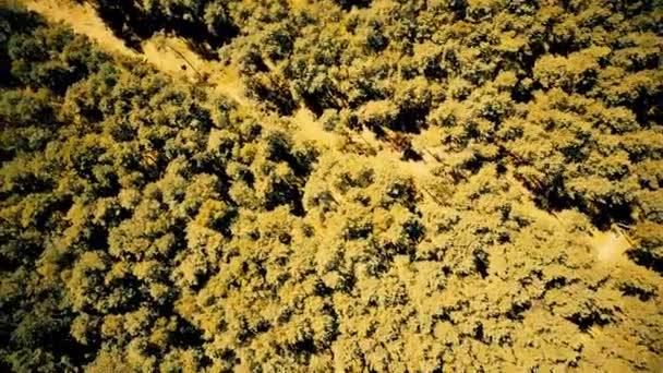 Vista aérea de cima para baixo das árvores florestais europeias em um dia de verão de outono — Vídeo de Stock