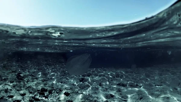 Malé medúzy plovoucí pod vodou. Warterline snímek — Stock fotografie