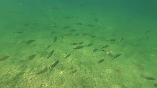 水の下に浮かぶ小さな魚。アドリア海の海の底 — ストック写真