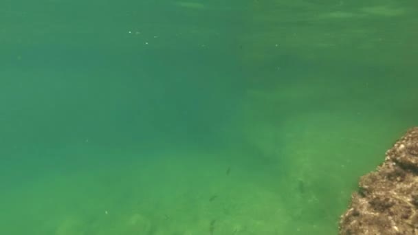 Small fish floating under water. Bottom of the Adriatic sea — Stock Video