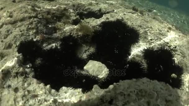 Морські урчіни, підводний постріл — стокове відео