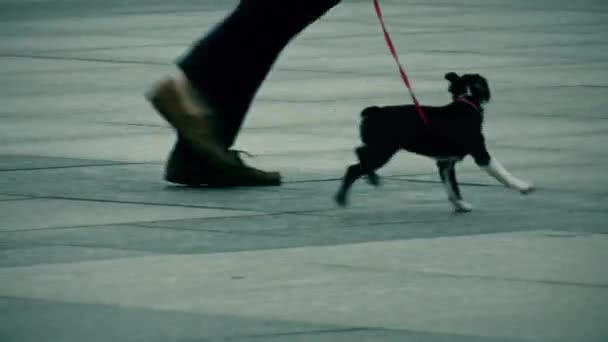 Homme promenant le chien dans la ville — Video